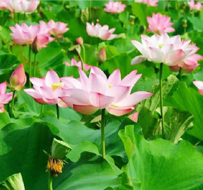 Hạt Giống Hoa Sen Ta (Sen Hồng Việt Nam) 15 hạt/gói