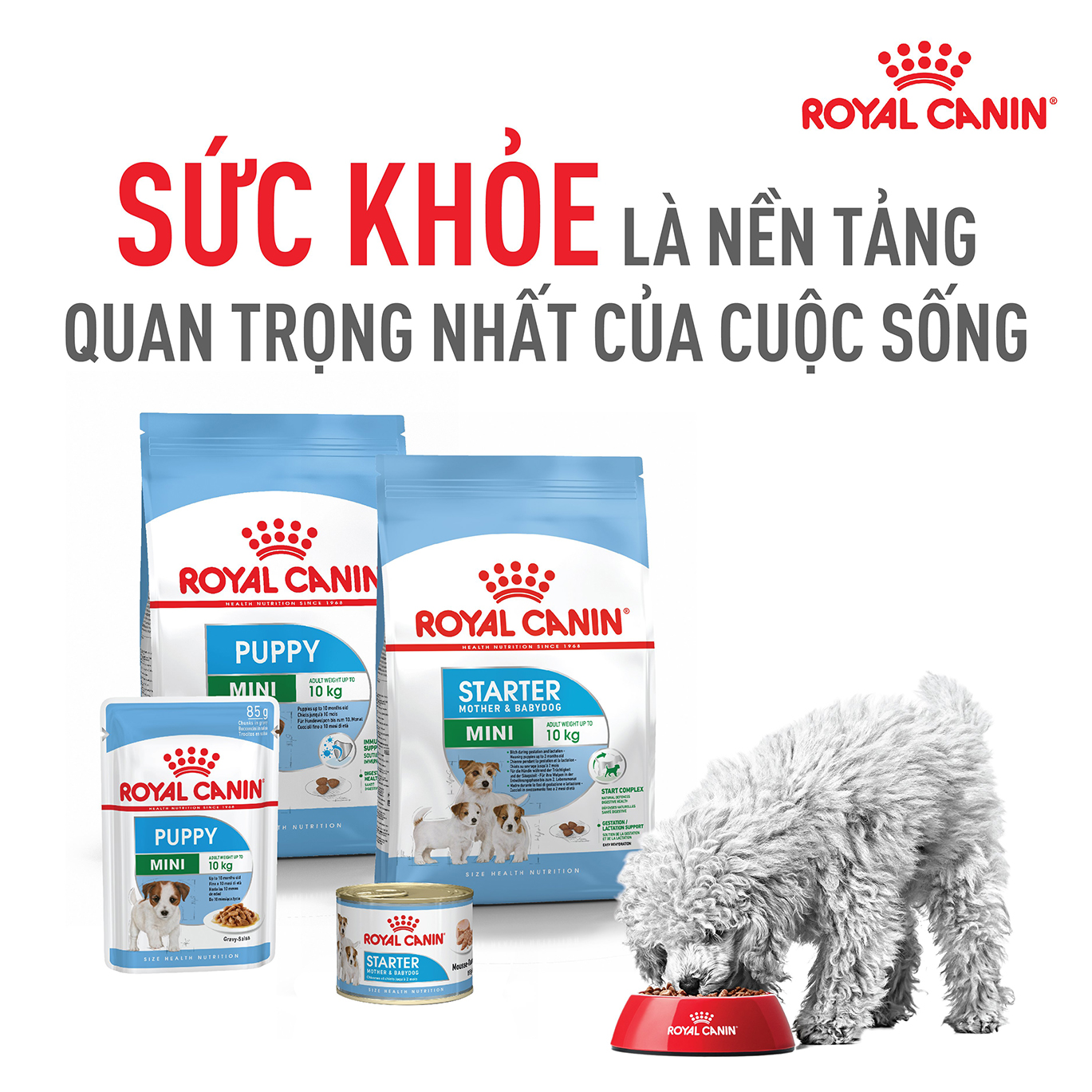 Hạt cho chó ROYAL CANIN Mini Dành cho chó cỡ Mini (tối đa 10kg)