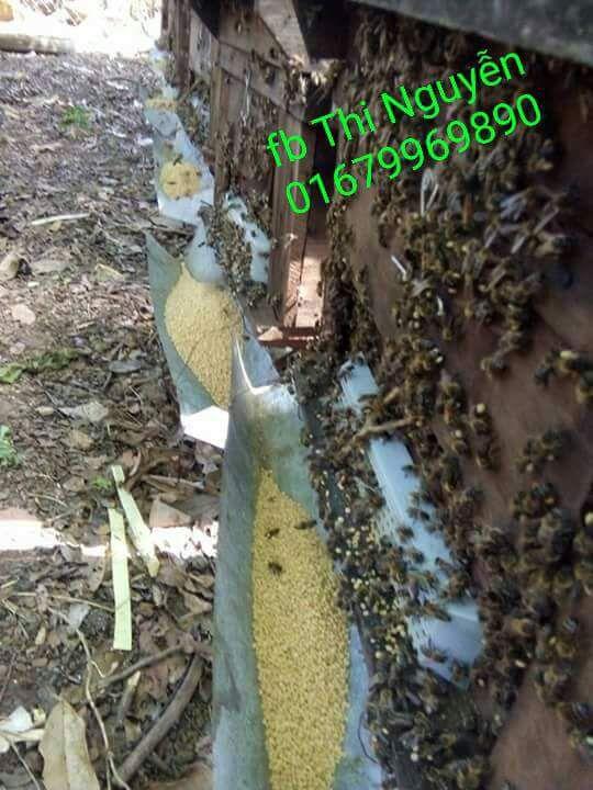 500gr Phấn Hoa Cà Phê Đắk Lăk