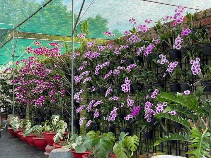 hoa lan yaya mini trưởng thành