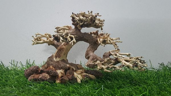 Lũa bonsai cấy rêu ôm đá(N 17- C10)