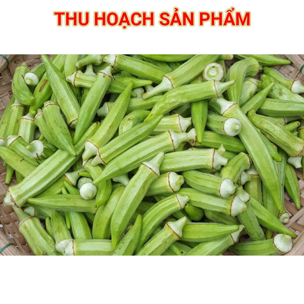 Hạt Giống Đậu Bắp Xanh 50g(Okra)