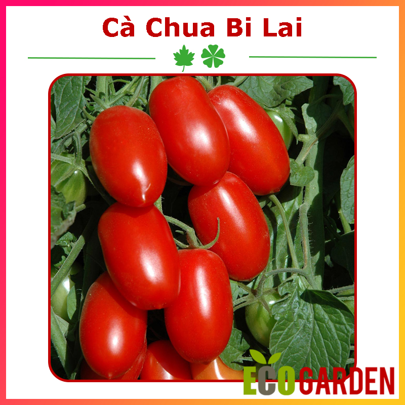 Hạt giống cà chua bi lai f1