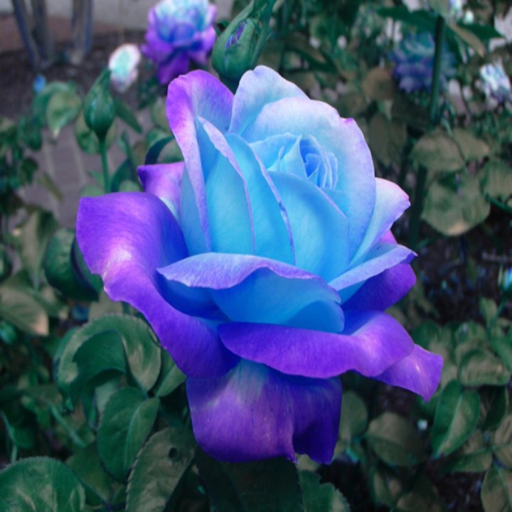 Hạt Giống Hoa Hồng Leo Xanh - 10 Hạt