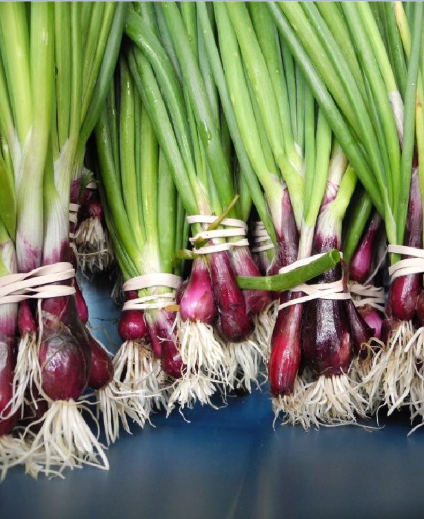 High Yield Red Onion Seeds 2Gr/Package