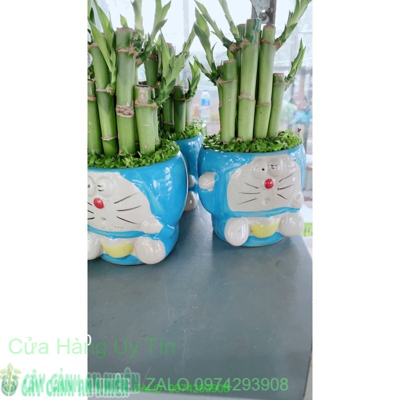 Chậu trúc phát tài 90k