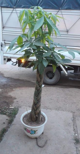 CÂY KIM NGÂN XOẮN