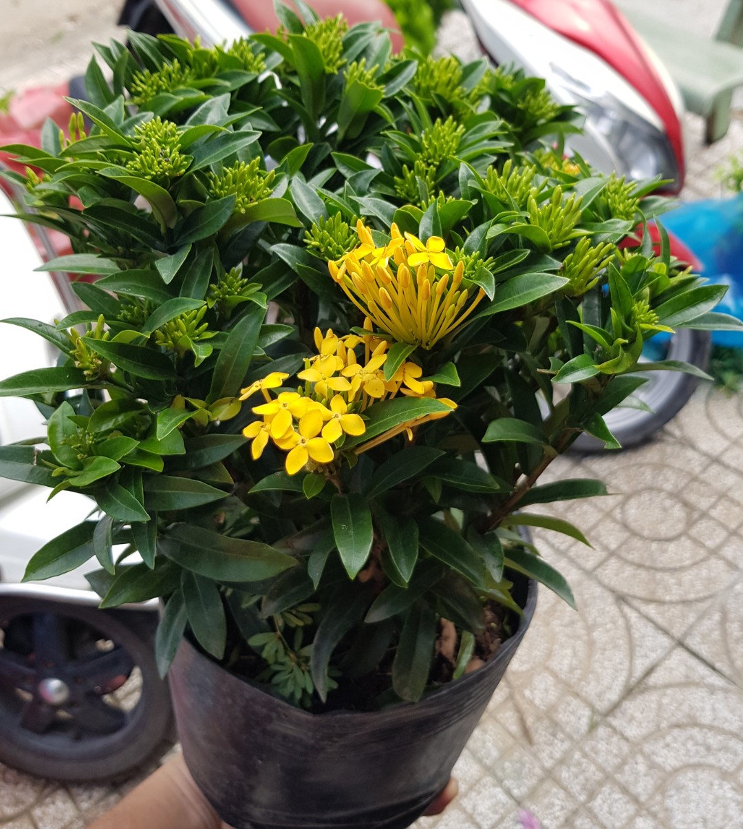 Cây Bông Trang Vàng Siêu Nụ ( Bông Mẫu Đơn) Cao 30-60cm