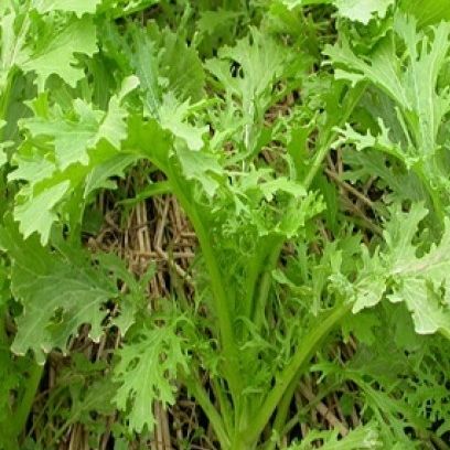 Hạt Giống Cải Ngọt Đuôi Phụng (20gr)