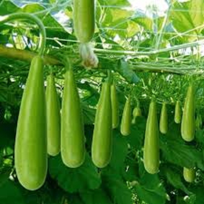Hạt giống bầu xị leo dàn-gói 10 hạt