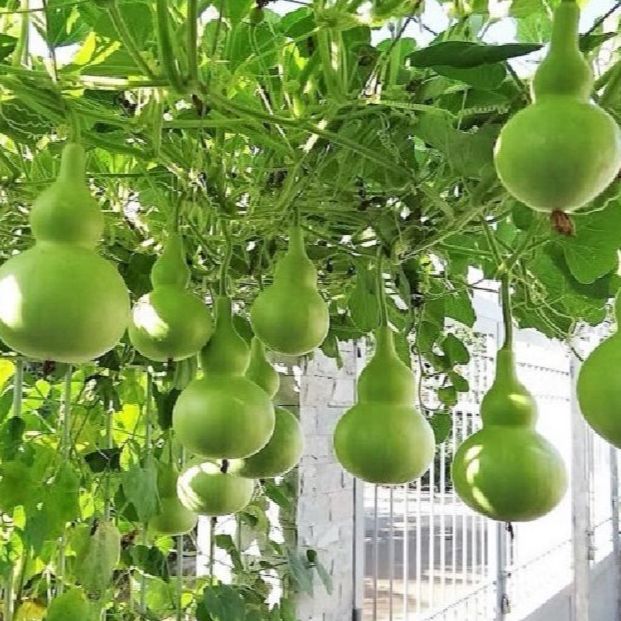 Hạt giống bầu hồ lô siêu trái /gói 5 hạt