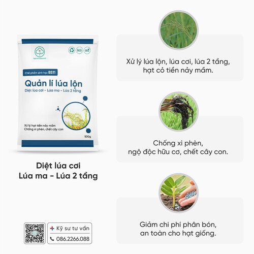 Chế phẩm BS11 - Quản lý lúa lộn: Xử lý lúa ma, lúa lộn, lúa cơi, lúa hai tầng