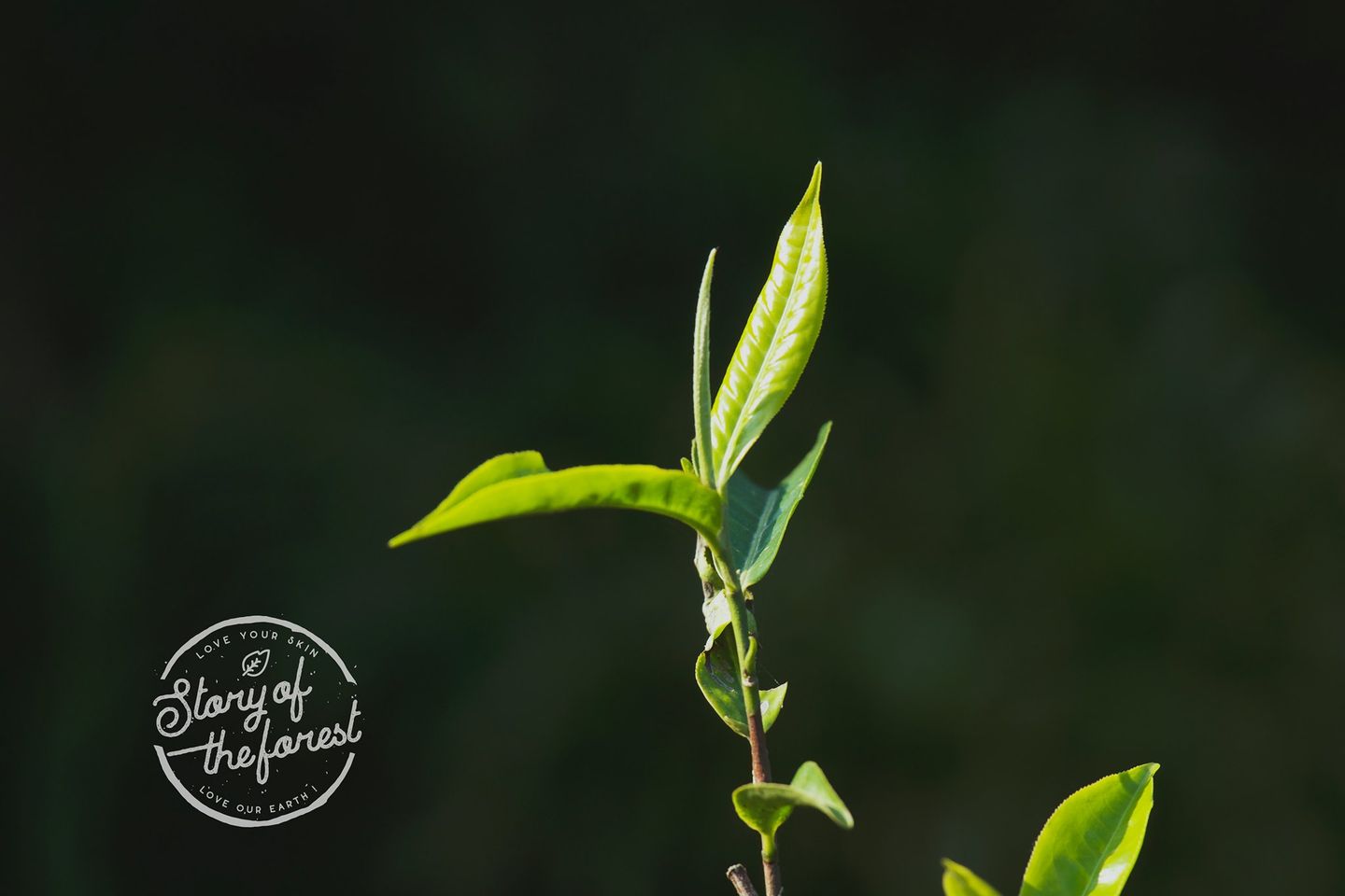 NƯỚC DƯỠNG DA TRÀ XANH [STORY OF THE FOREST]