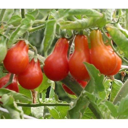 hạt giống Cà chua bi đỏ hình quả lê