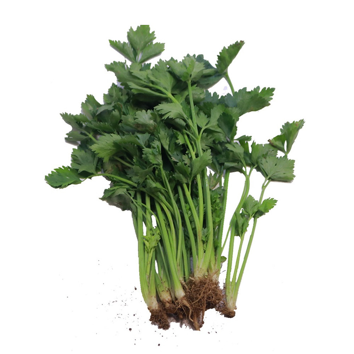 Hạt Giống Cần Xanh Pascal Sen Vàng Gói 2Gram