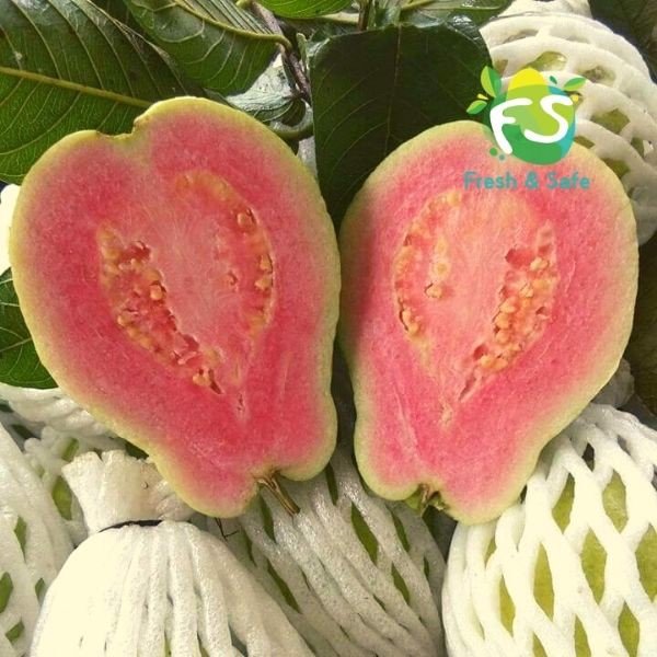 Cây giống Ổi Ruby ruột đỏ QUẢ TO KHÔNG HẠT( Siêu sớm ). [ GIAO HÀNG NHANH ]
