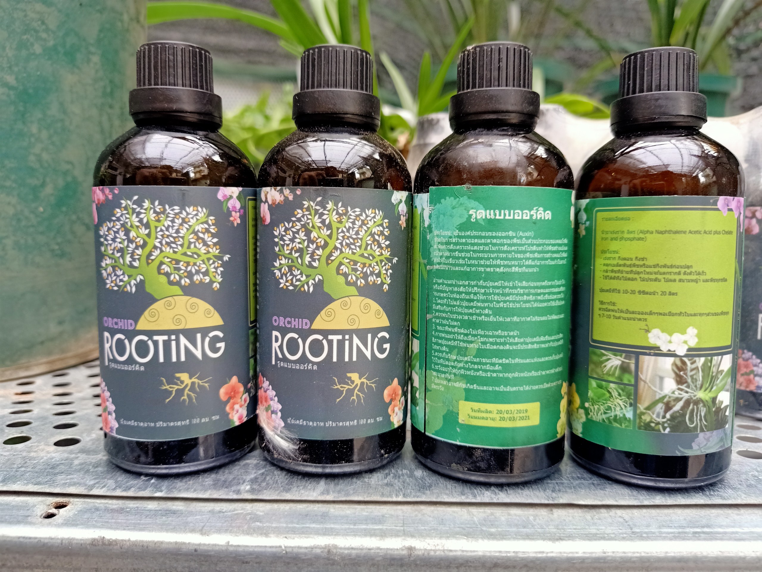 Kích rễ thái Exotic chai 100ml