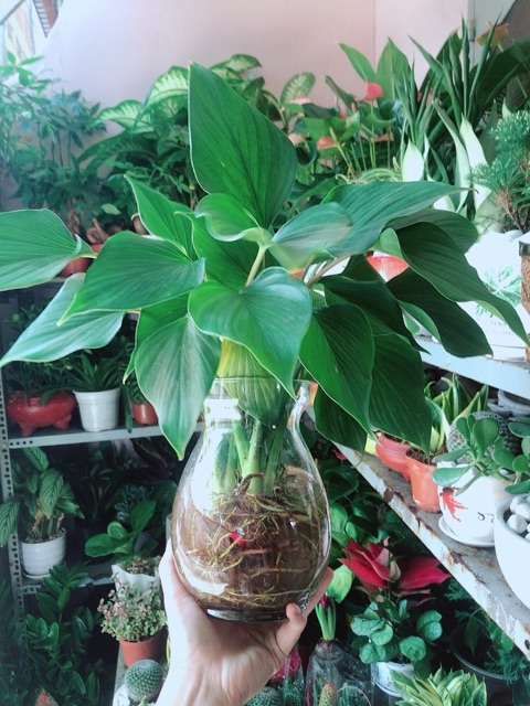 Chậu Cây Thanh Tâm Thuỷ Sinh