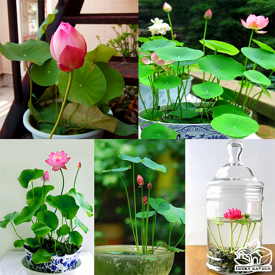 Hạt Giống Hoa Sen Nhật Mini - Gói 5 Hạt