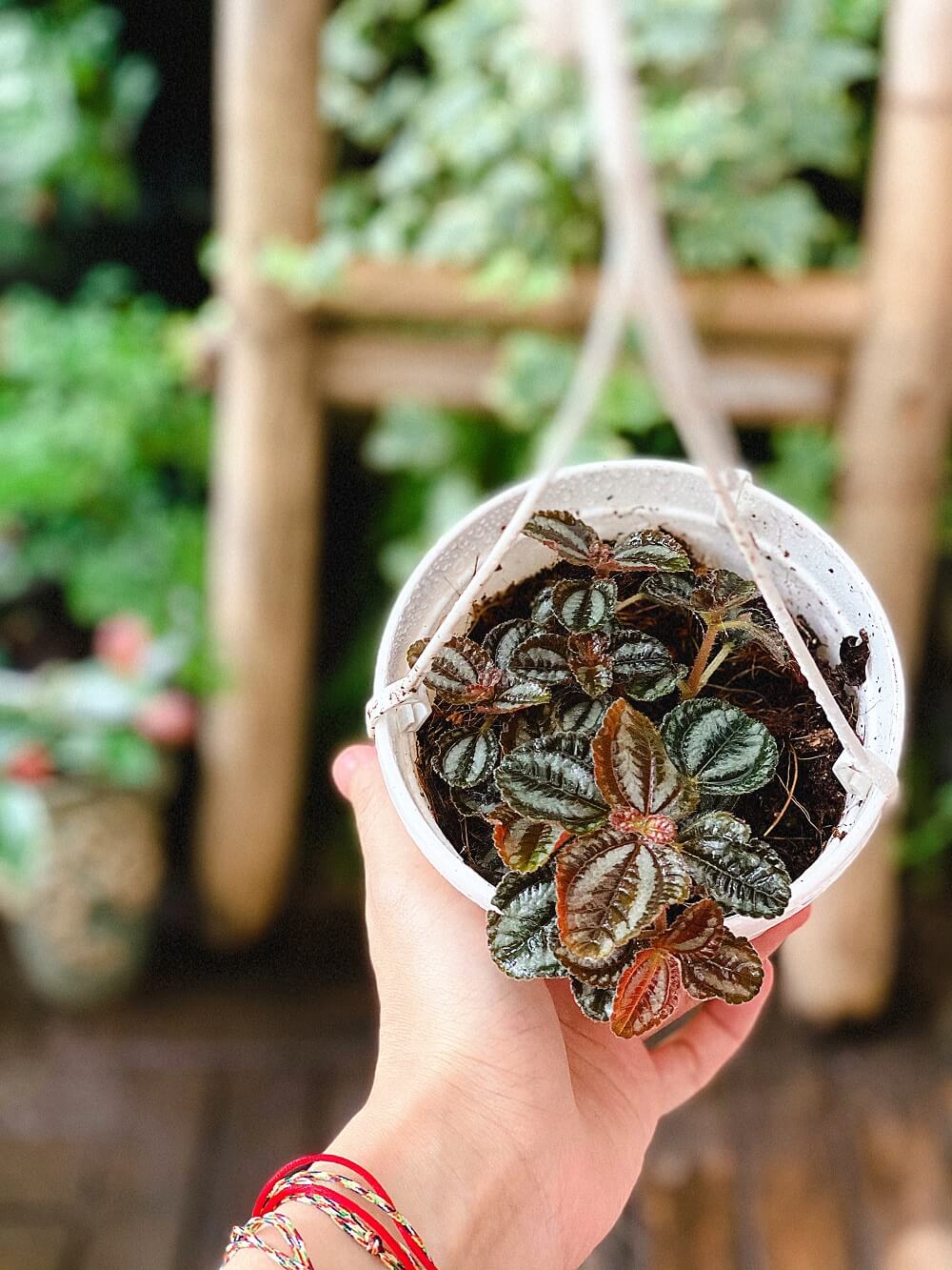 Cây Pilea repens Bronze (Đồng Hổ Nhĩ, Tai Hổ Màu Đồng) chậu treo bí ngô
