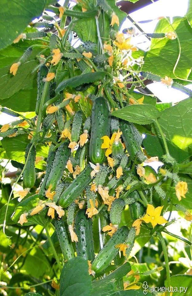 Hạt giống dưa leo baby chùm siêu quả - 1 gói 10 hat/Kèm 1 gói kích thích hạt nảy mầm