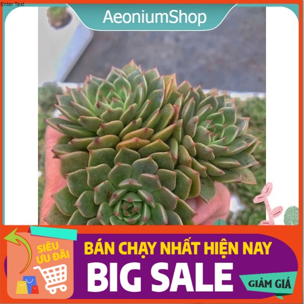 Sen đá ruby xanh mini, xuất xứ đà lạt, lỗi 1 đổi 1 ❣️
