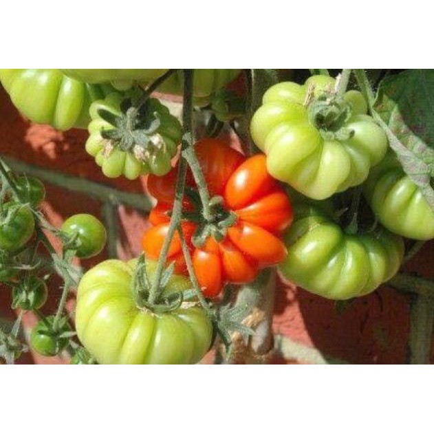 Hạt giống Cà Chua Quả Bí - gói 20 hạt