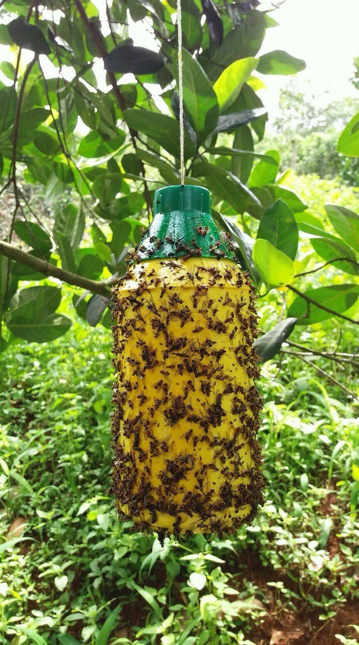Chai xịt bẫy ruồi vàng, sâu bọ 450ml