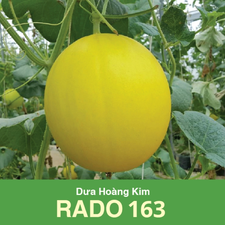 Hạt giống dưa hoàng kim - giống dưa hoàng kim rado 163