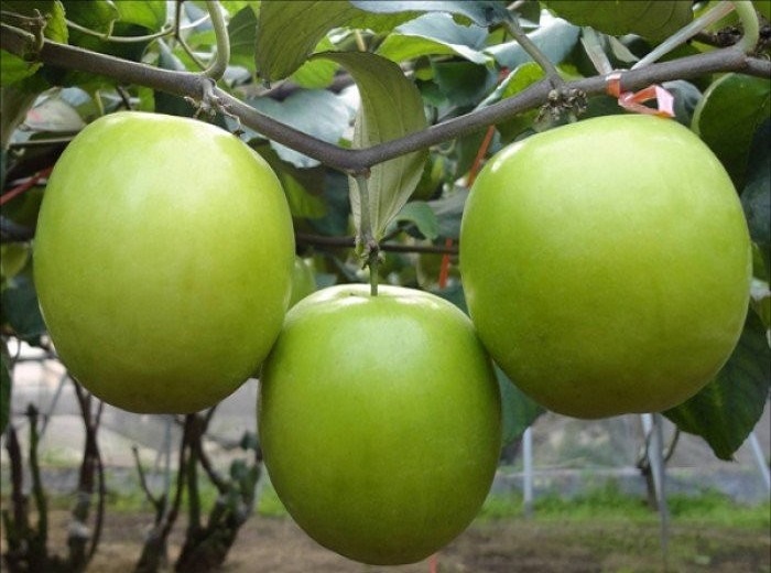 CÂY GIỐNG TÁO ĐẠI (ĐẠI TÁO) DÒNG QUẢ SỚM