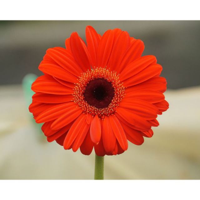 HG7 GÓI Hạt Giống Hoa đồng tiền Mix 100 Hạt/ Gói