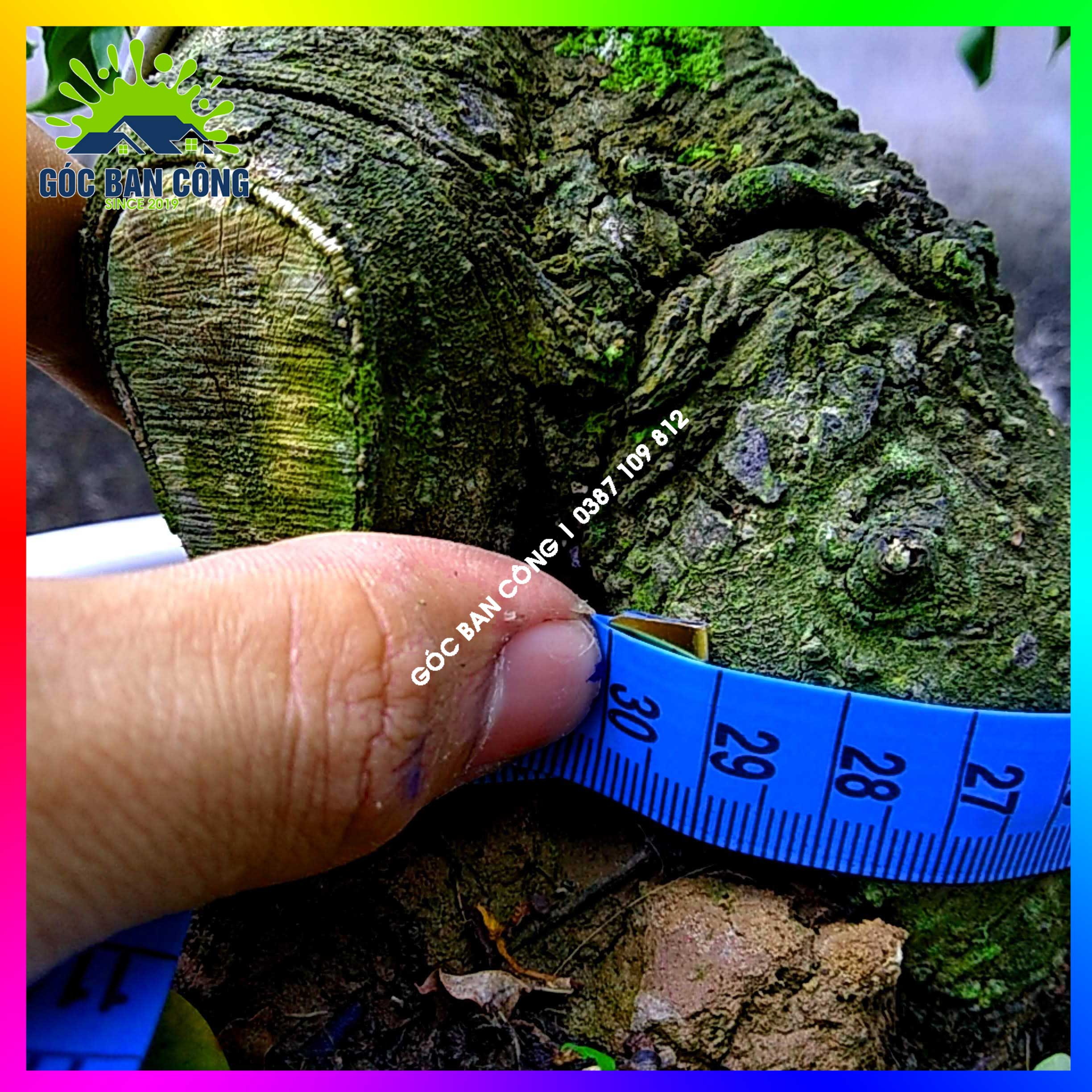 Cây Khế Bonsai Mini Gốc Quái - KBS09