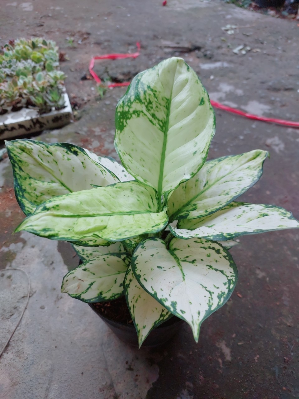 Cây Vạn Lộc Trắng