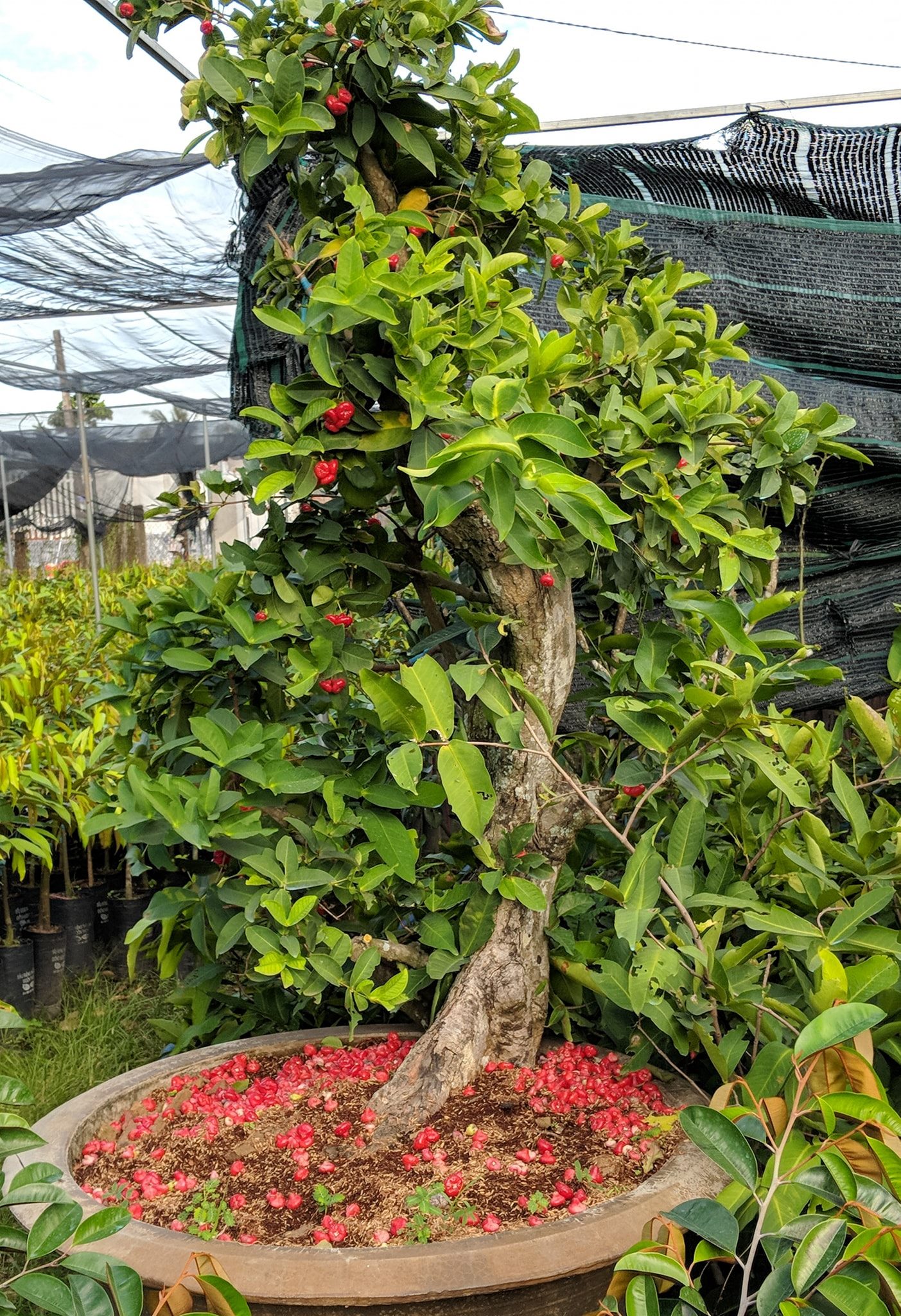 Cây mận Hoàng Yến (siêu sớm)
