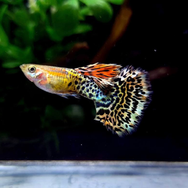 leopazt guppy - 7 màu báo đốm