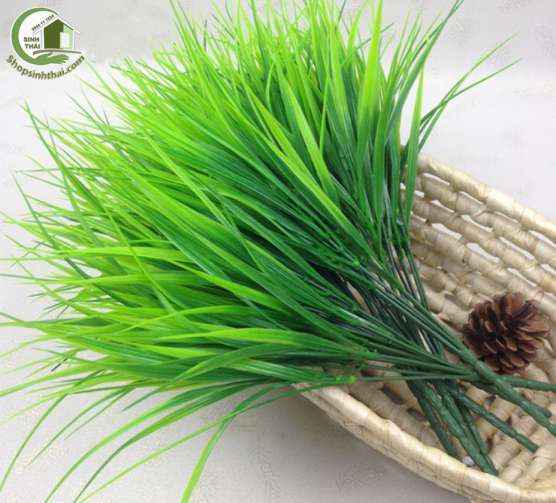 Bụi cỏ lúa màu xanh