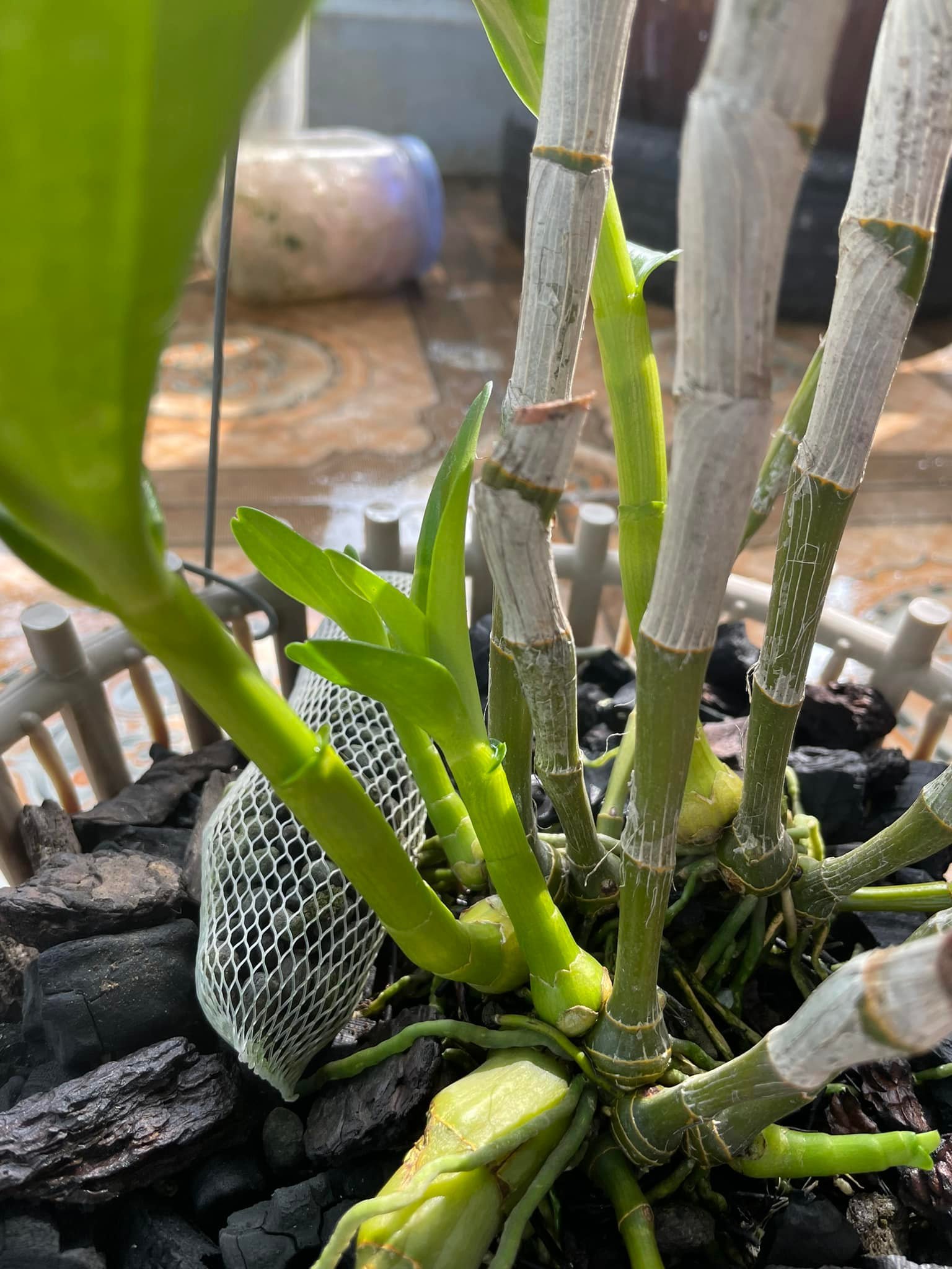 Goc247 - Phân tan chậm (VIÊN NÉN) hữu cơ vi sinh dùng cho phong lan, cây cảnh, hoa mai, hoa hồng, rau - Saitama 1kg/gói