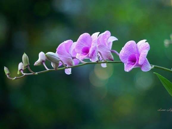 Dendro Thái nhiều màu, siêng hoa.