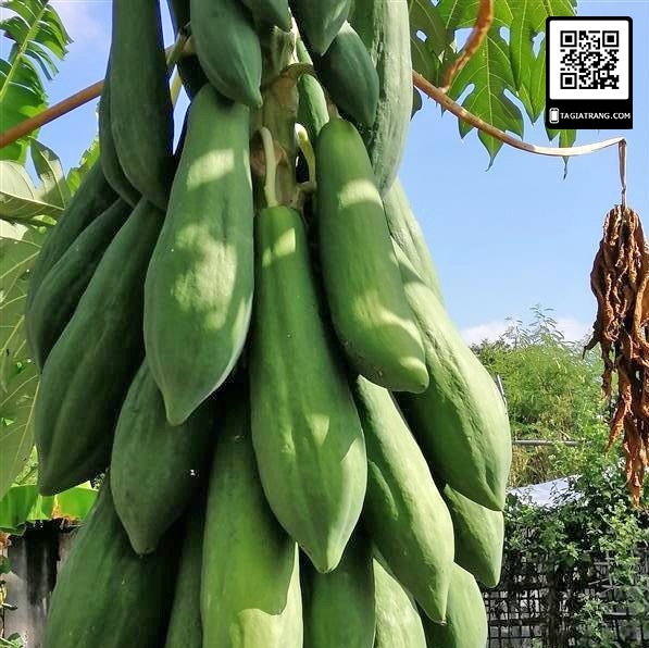 Hạt giống Đu đủ lùn punket Thái Lan quả dài
