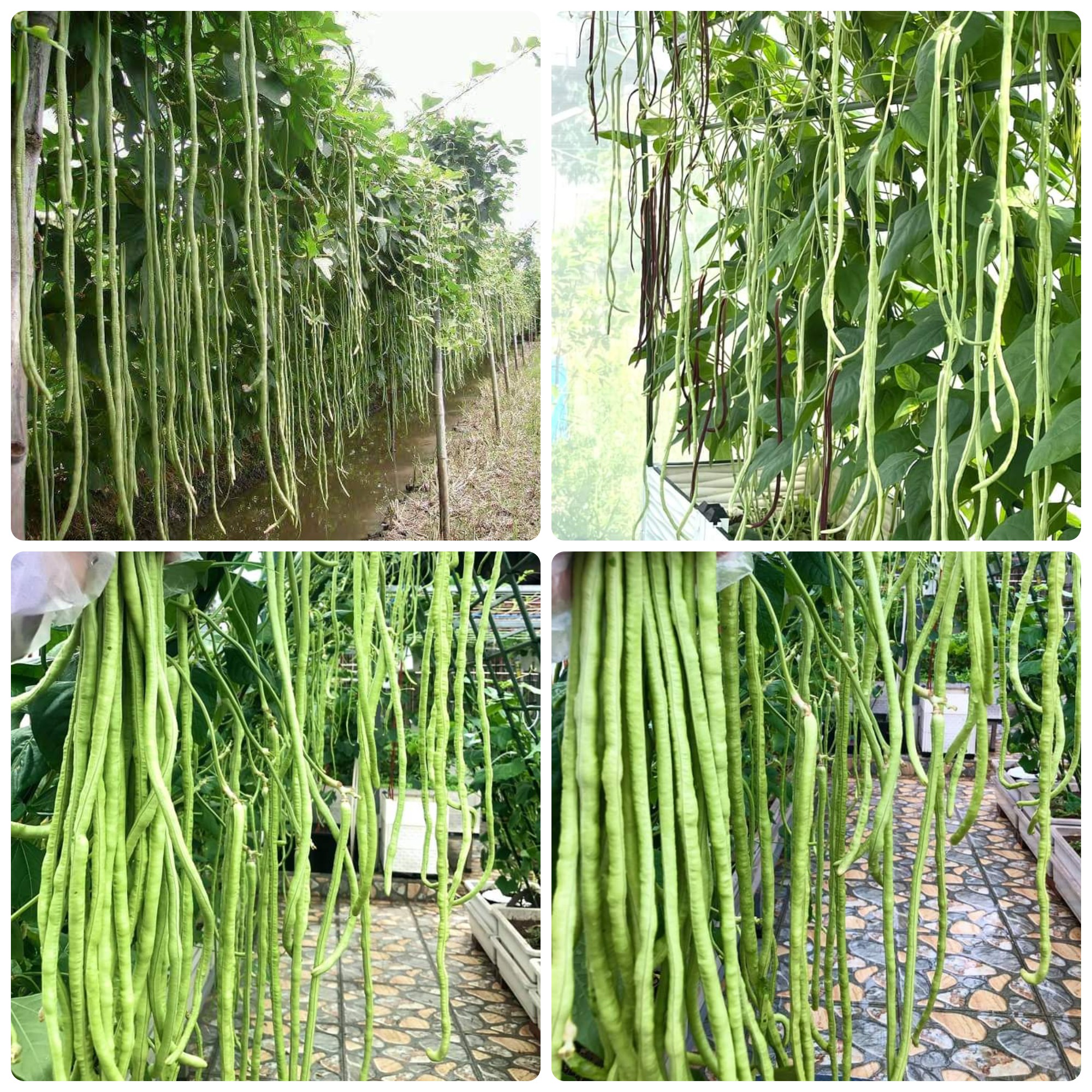 Hạt giống Đậu đũa cao sản hạt đen gói 20gr