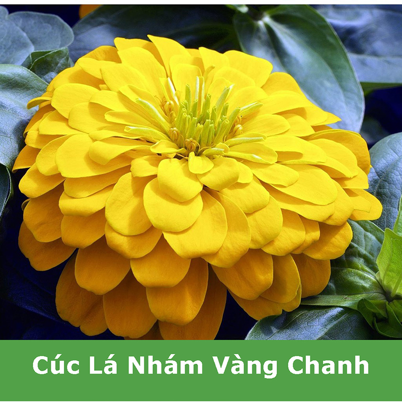 Hạt Giống Hoa Cúc Lá Nhám Kép Vàng Chanh (Cúc Zinnia) Chịu Nhiệt Tốt, Nhanh Ra Hoa