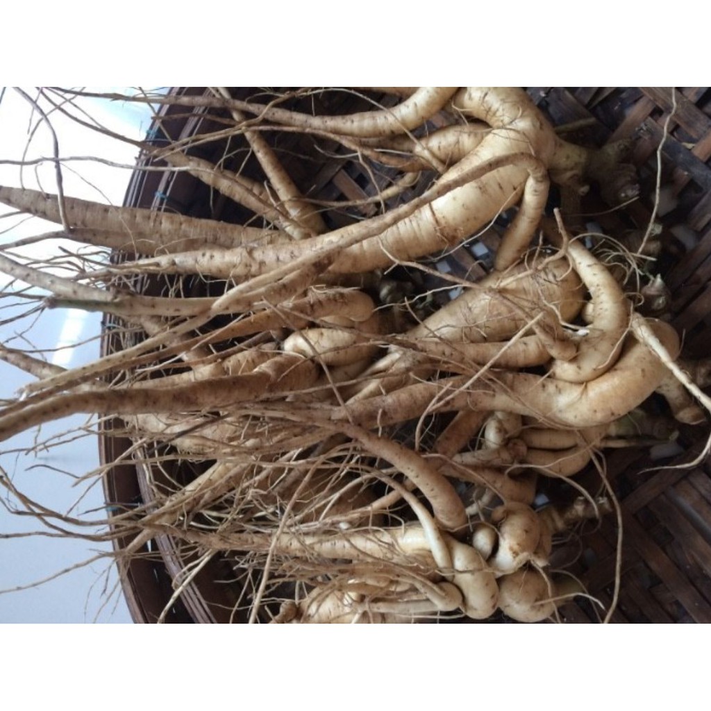 Cây giống Nhân Sâm Bố Chính