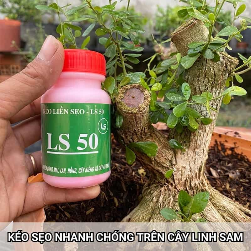 Combo Siêu Kích Rễ - Kích Chồi - Làm Liền Sẹo Cho Cây