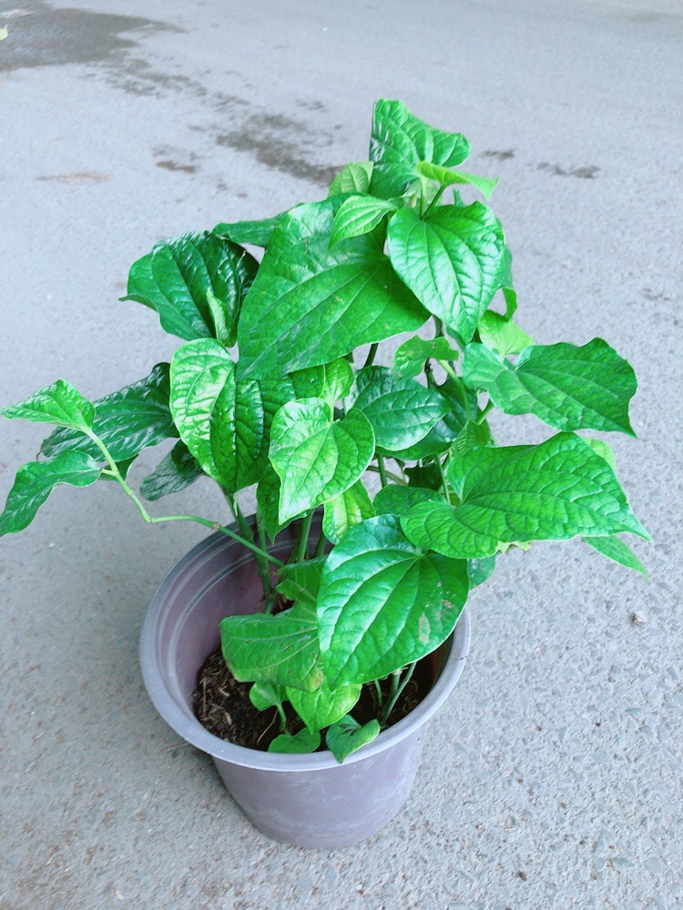 Cây Lá Lốt