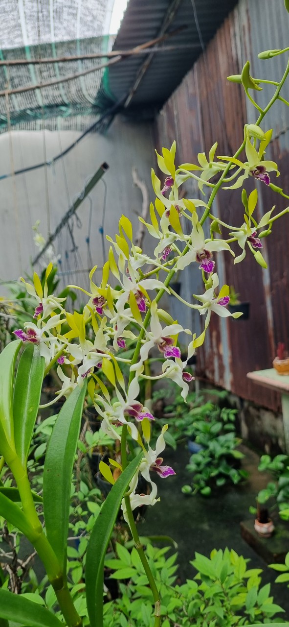 HOA LAN DENRO NẮNG UTHAI
