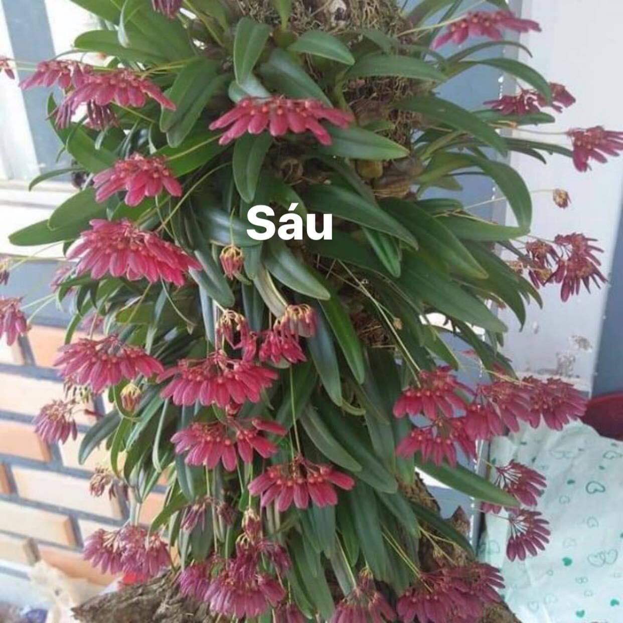 Hoa Lan lọng xoè(1 bó)