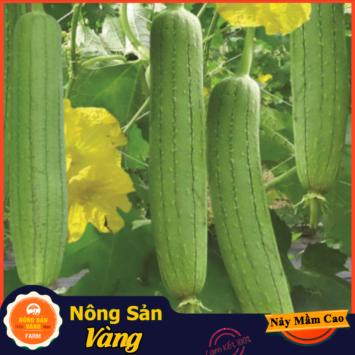 Sponge gourd seeds high germination rate easy to grow (10 seeds pack)-shallow yellow