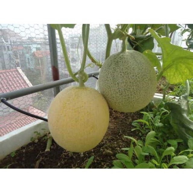 11B [GIÁ GỐC] Hạt Giống Dưa Lưới Xanh - 10 hạt