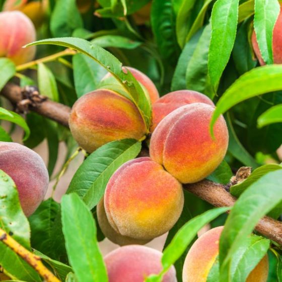 Tinh dầu đào Peach - 10ml