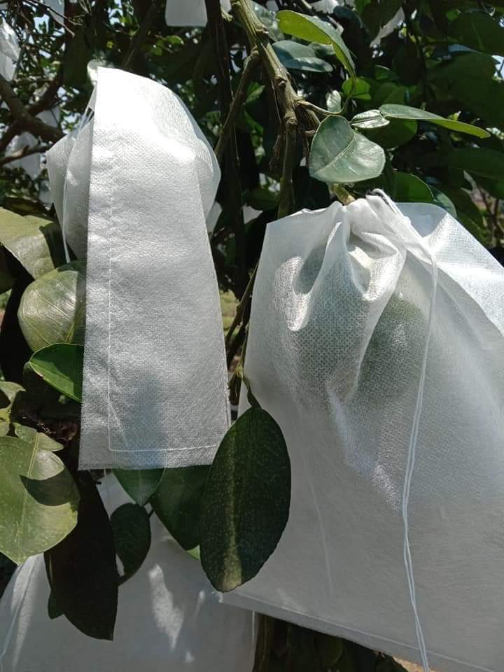 100 túi bọc bưởi mãng cầu (30x35cm)